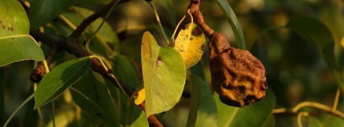 Maladie et parasites du poirier quels traitements bio